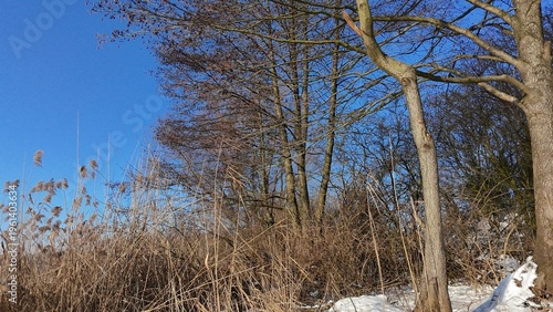 Reeds by frozen lake in winter landscape