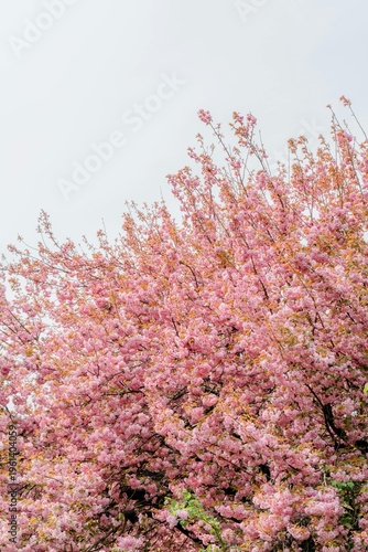 pink cherry blossom