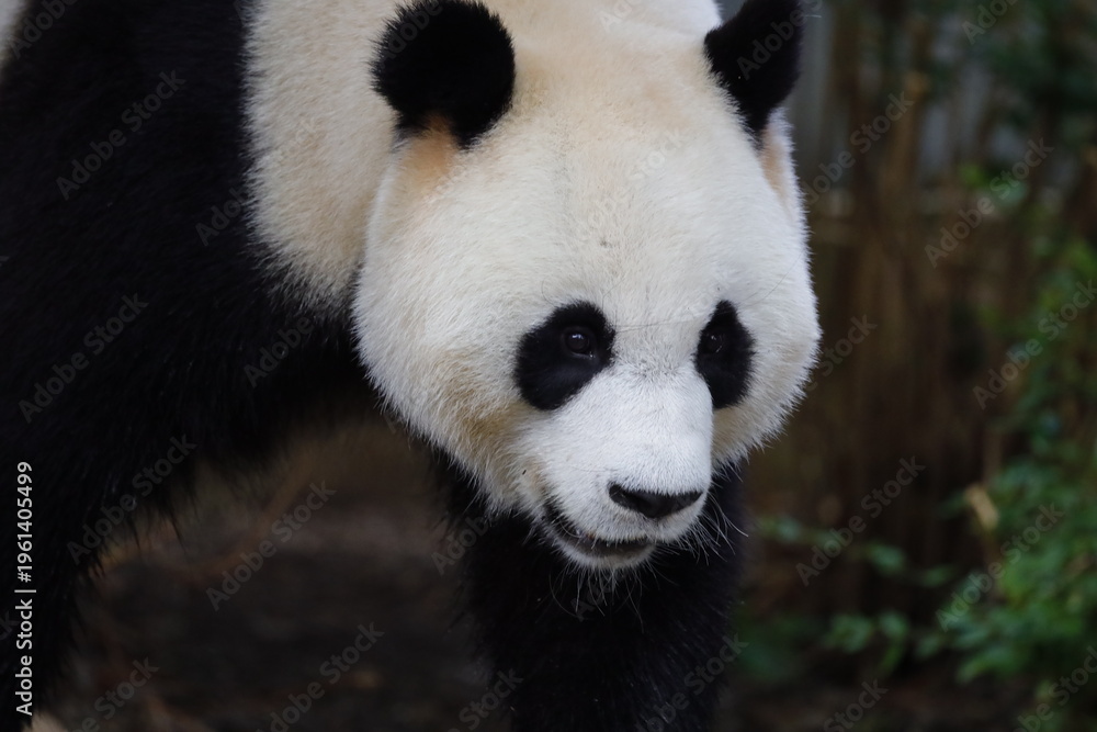 Obraz premium Panda
