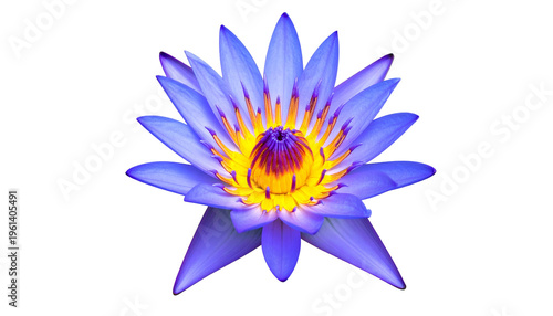 Isolated image of a vibrant purple and yellow lotus flower against a stark black background