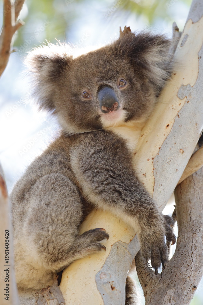 Obraz premium Koala