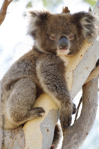 Photography Koala