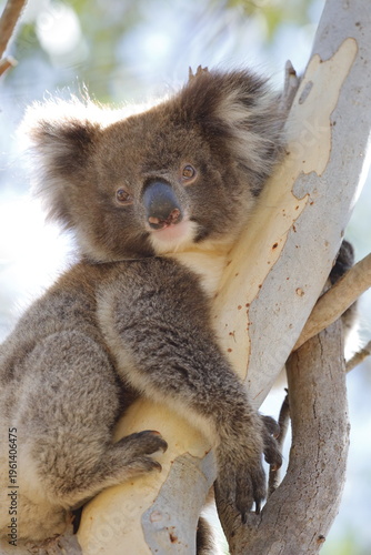 Photography Koala