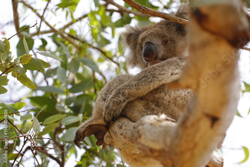 Photography Koala