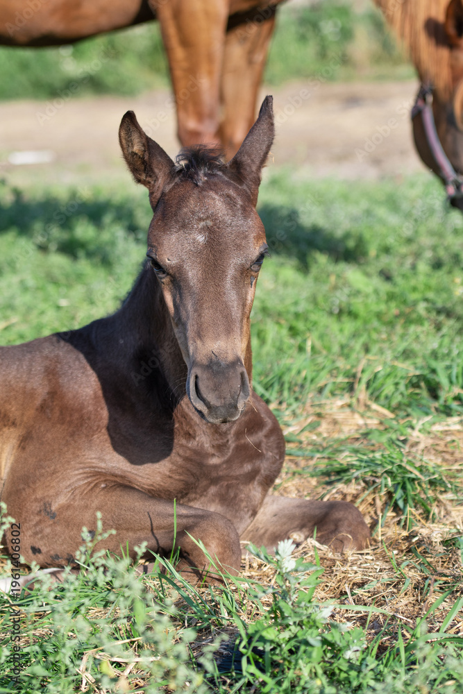 Fototapeta premium portrait of black napping little foal at pasture. with mom at background. close up. sunny day