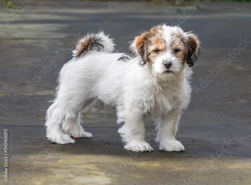 white puppy on the ground