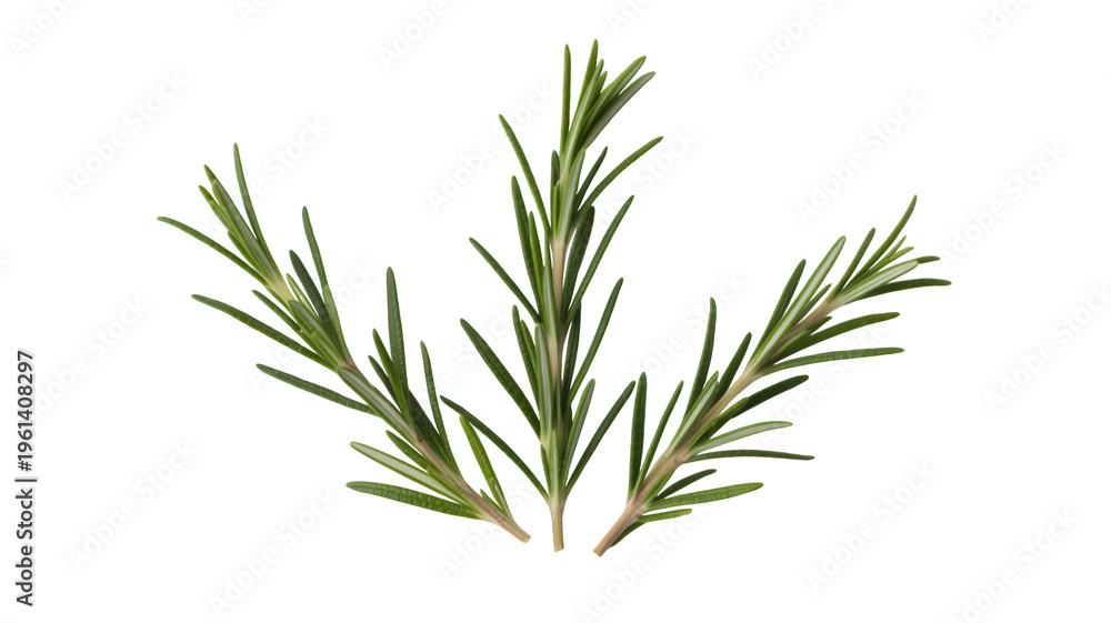 Fototapeta premium Fresh rosemary sprigs green herbs isolated on a transparent background