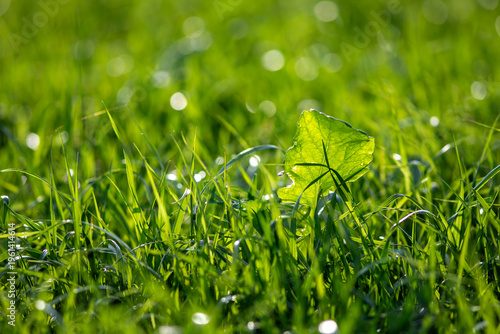 green grass with dew drops
