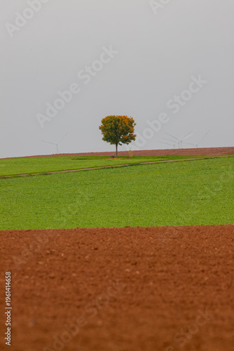 tree in the field