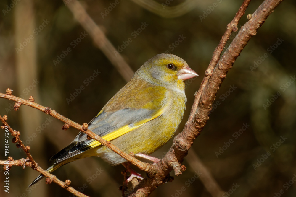 Fototapeta premium European greenfinch or simply the greenfinch (Chloris chloris)