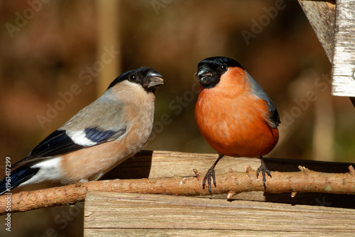 Fotografie Female and male Eurasian bullfinch or common bullfinch (Pyrrhula pyrrhula)