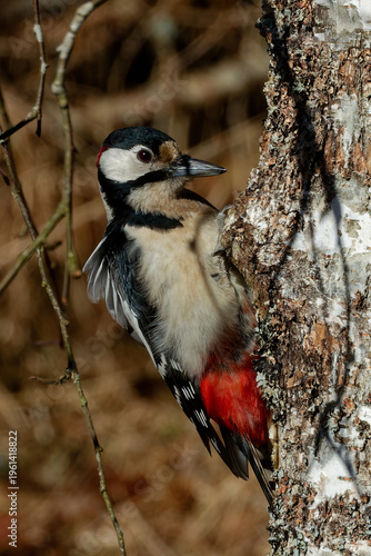 The great spotted woodpecker (Dendrocopos major)