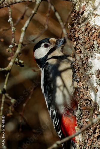 The great spotted woodpecker (Dendrocopos major)