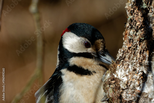 Portrait of a great spotted woodpecker