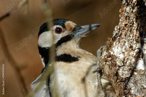 Portrait of a great spotted woodpecker