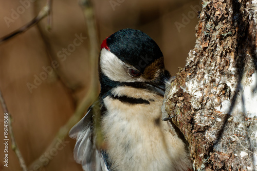 Portrait of a great spotted woodpecker