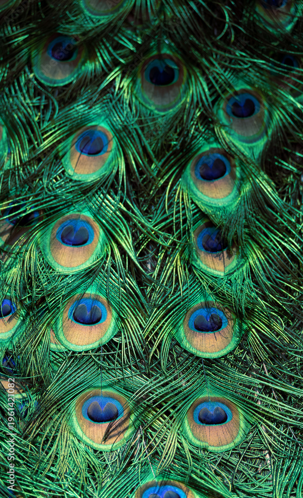 Obraz premium Peacock feather pattern, bright green - blue bird tail texture