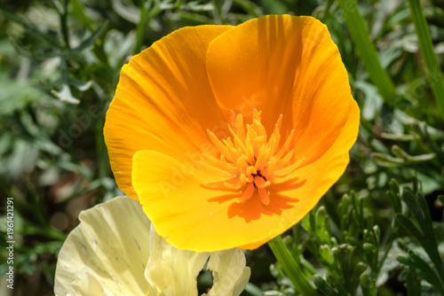 California poppy in bloom