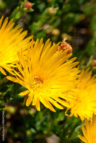 close-up of yellow flowers in bloom