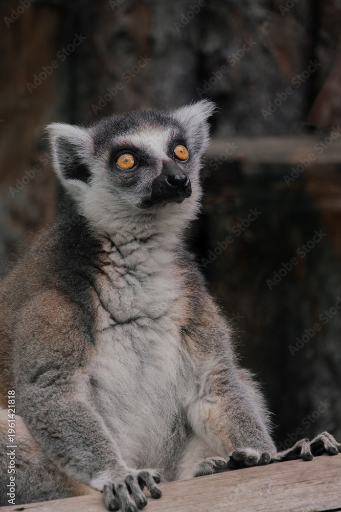Fototapeta premium Ring-Tailed Lemur Portrait Sitting on Wooden Surface