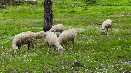 Small flock of sheep grazing on a green meadow covered with wildflowers. Rural countryside scene with farm animals feeding on fresh grass in a natural agricultural landscape.