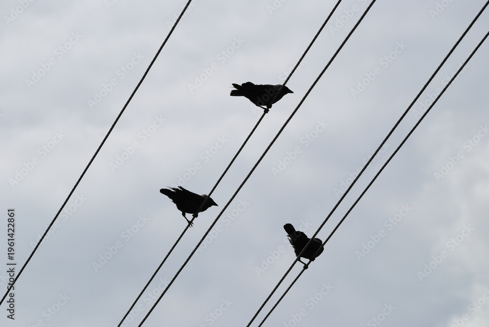 Fototapeta premium Graphic silhouettes of birds perched on power lines against an overcast sky