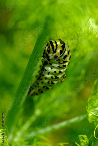 close-up of a green caterpillar on a plant