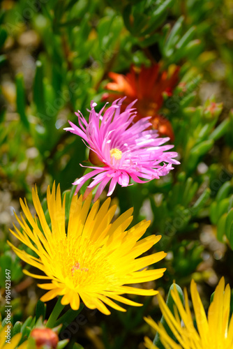 yellow and pink flowers in a garden