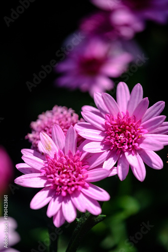 close up of pink dahlia flower