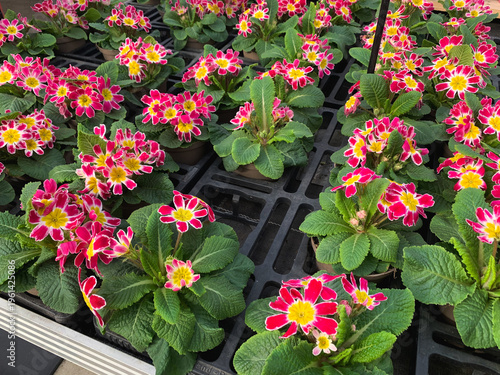 Dark Rosaleen primroses (Primula) flowers fill black trays in a greenhouse nursery setting