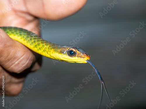 Linnaeus sipo snake head detail held by guide on Maraon River in Peru
