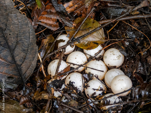 Eggs of Amazonian mata mata turtle found on Tierra Firma along the Maraon River in Peru during nesting season