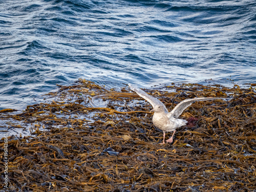 Juvenile glaucous gull resting on kelp in the Bering Sea near the Baby Islands in Alaska