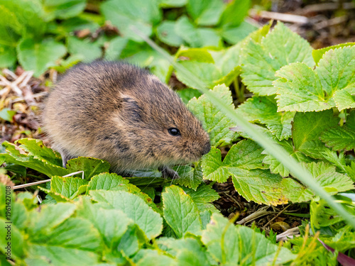 Adult Insular vole forages on vegetation in Saint Mathew Island habitat in Alaska