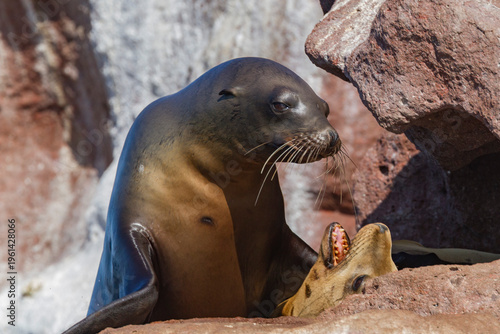 California sea lions display mating behaviors at rookery in Baja California Sur during their breeding season