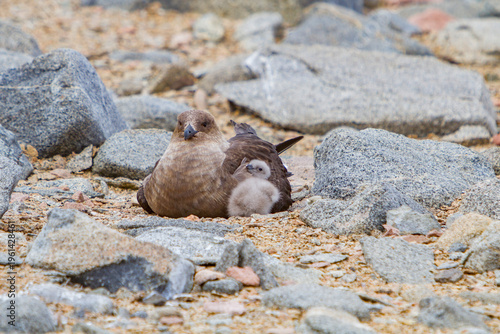 Brown skua with newly hatched chick resting on rocks in Antarctica