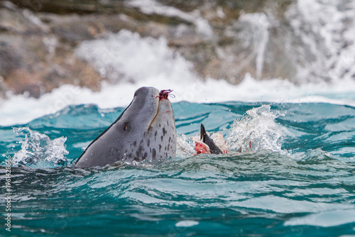 Leopard seal feasting on a penguin in Antarctic waters near the Antarctic Peninsula