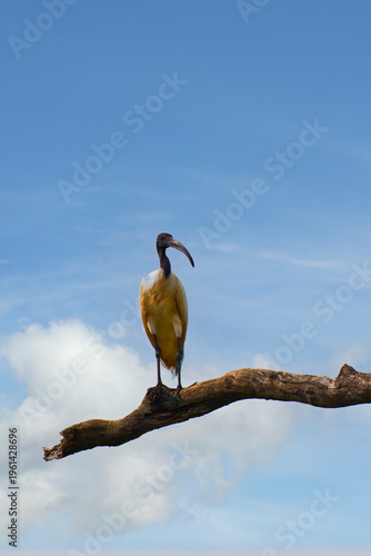 Black-headed ibis on a branch in Sri Lanka under a clear blue sky and soft clouds