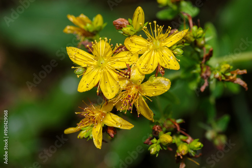 Zbliżenie na kwitnący dziurawiec zwyczajny (Hypericum perforatum) w naturalnym środowisku. Żółte kwiaty dzikiego zioła leczniczego na zielonym tle. Idealne do tematów o ziołolecznictwie i naturze.