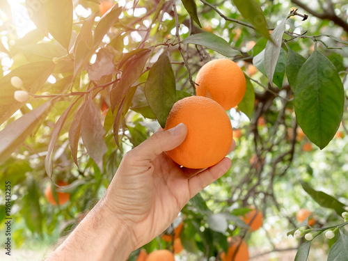 Hand picking a ripe orange from a tree in a sunny citrus orchard