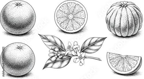 Orange engraving vector set. Whole fruits, slices, segments and blossom detailed illustration. Hand drawn citrus collection in vintage style for packaging and food design.