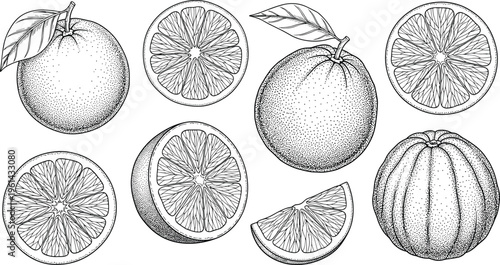 Mandarin orange engraving vector set. Whole fruits, cross sections, slices and segments detailed illustration. Hand drawn citrus collection in vintage style for packaging design.