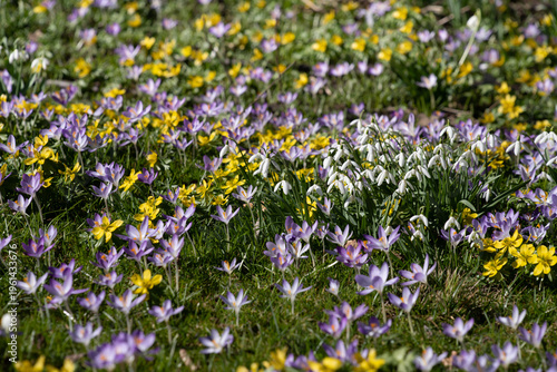 Close-up of a meadow with spring flowers