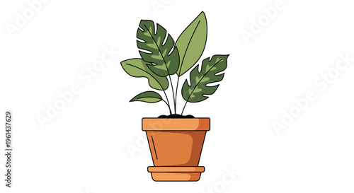 A potted plant with large green variegated leaves sits in a terracotta pot on a white background.