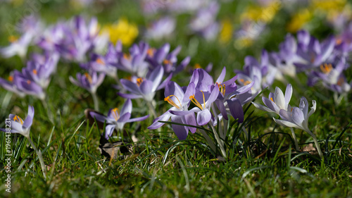 Close-up of a meadow with purple crocuses in bloom