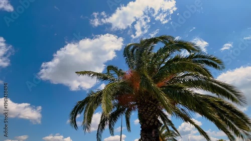 Palm swaying in the wind under the blue sky with white clouds. Seaside vibe, tropical nature and weather concept
