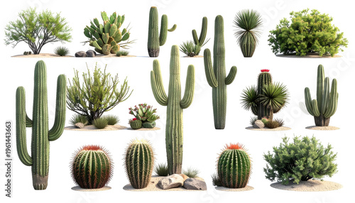Various desert cacti and scrub plants against a black background, realistic style