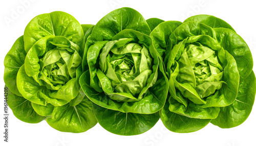 Three fresh green heads of lettuce, bunched closely together against a transparent background