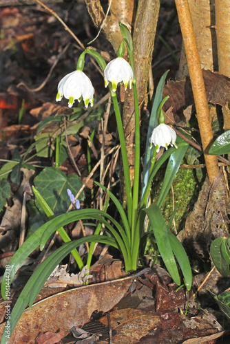 campanellino di primavera (Leucojum vernum)