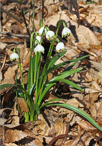 campanellino di primavera (Leucojum vernum)